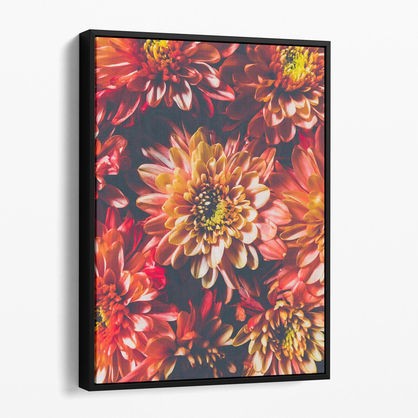 Chrysanthemum Flowers