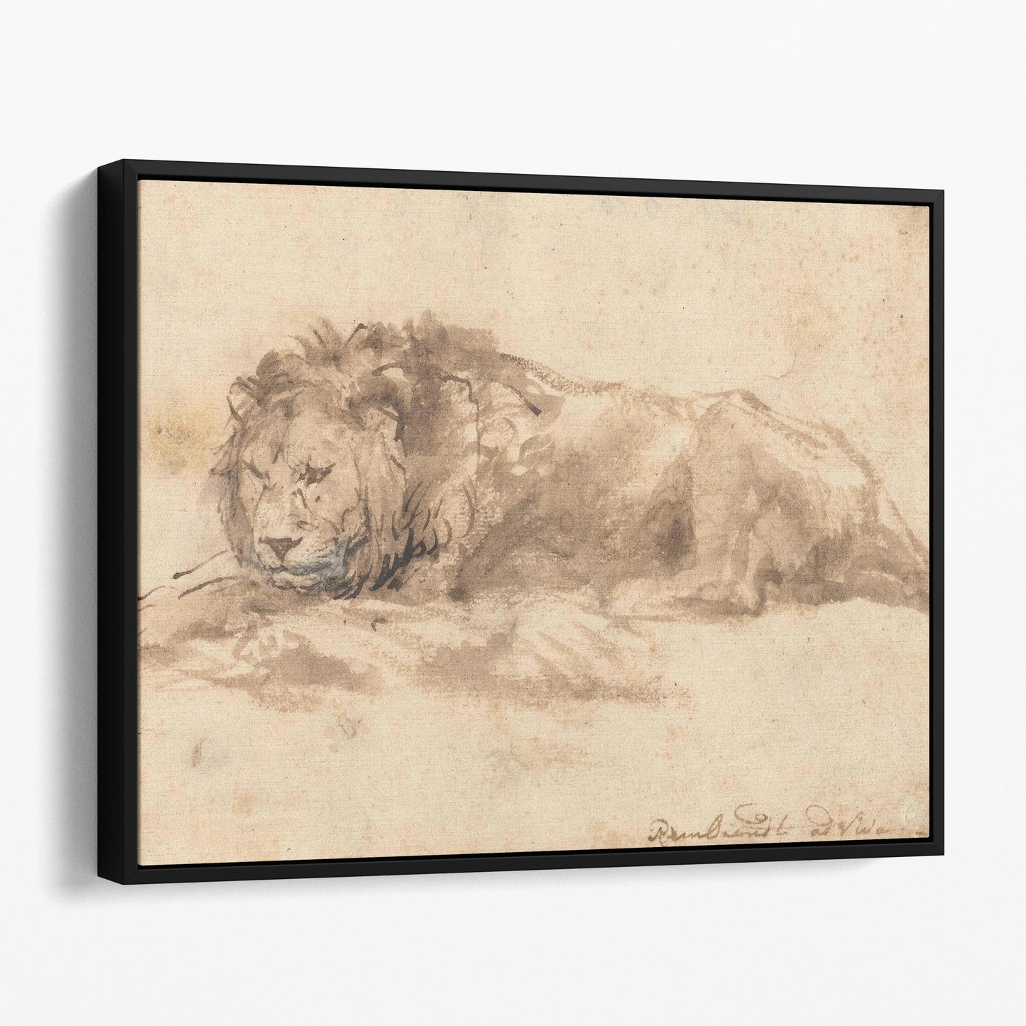 Reclining Lion by Rembrandt