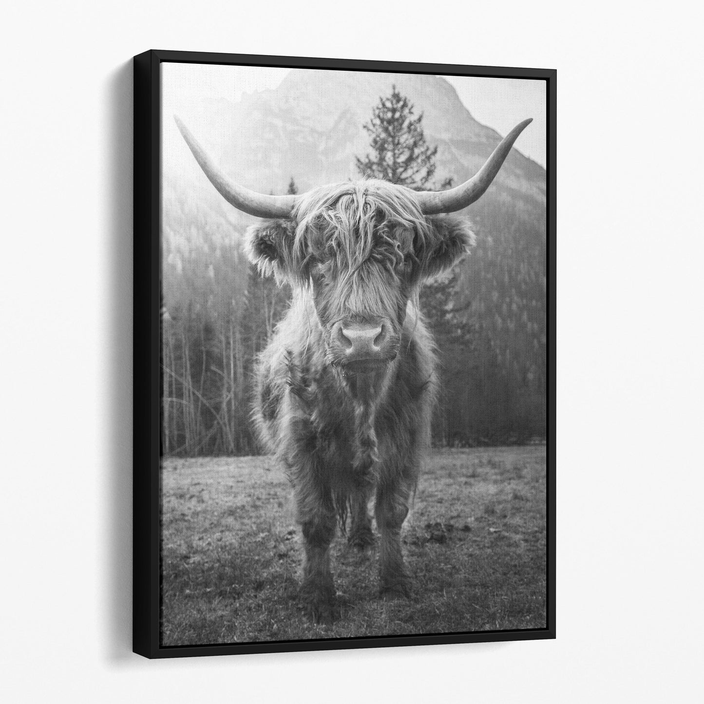 Highland Cow Scottish Cattle Black & White