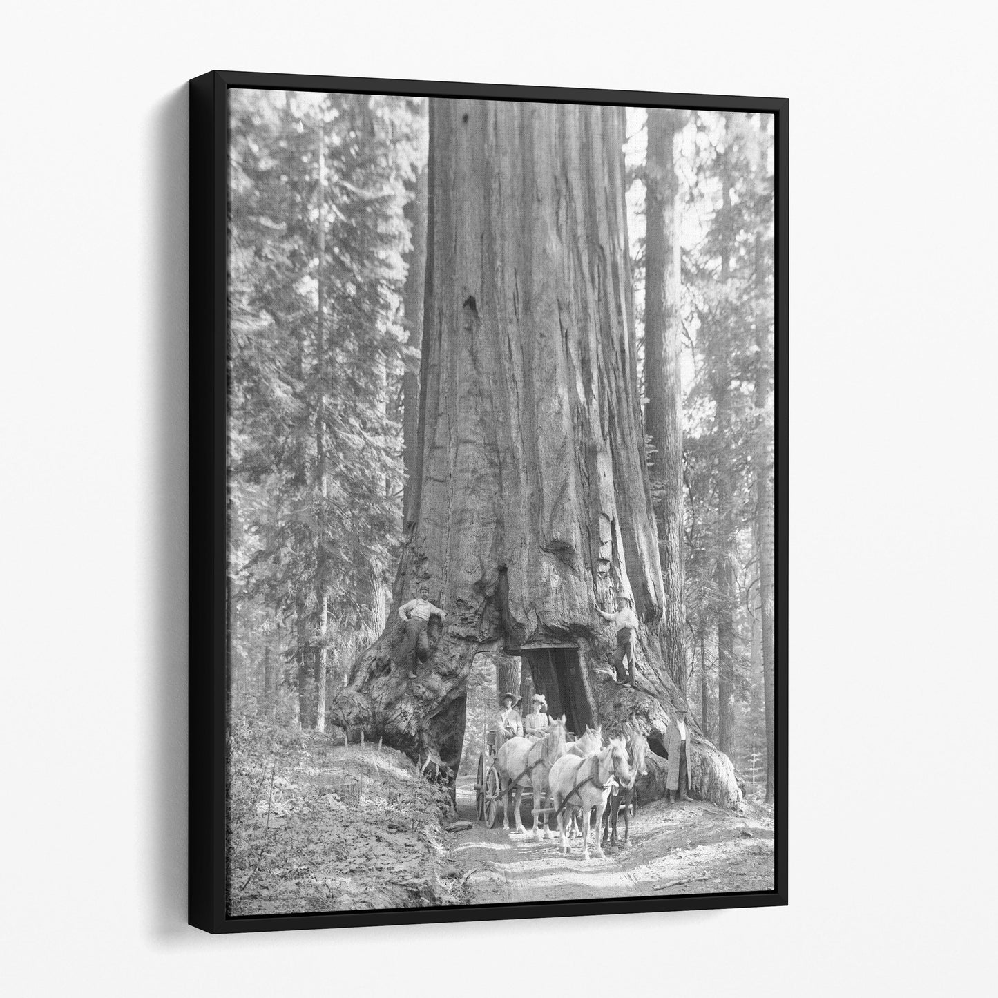 Riding Through Wawona Tunnel Tree, Yosemite
