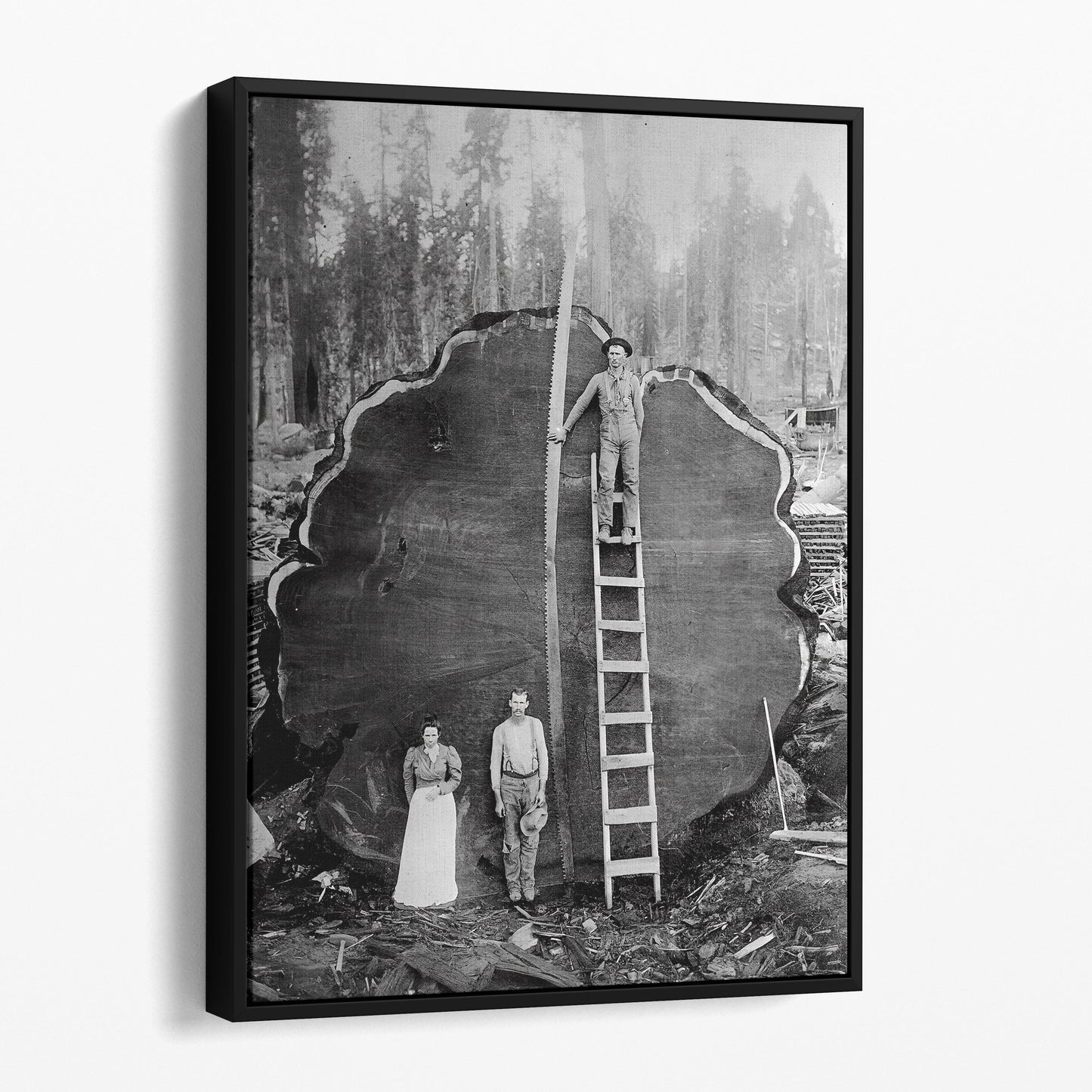 Logging Family With Cut Down 1300 Year Old Tree, 1892