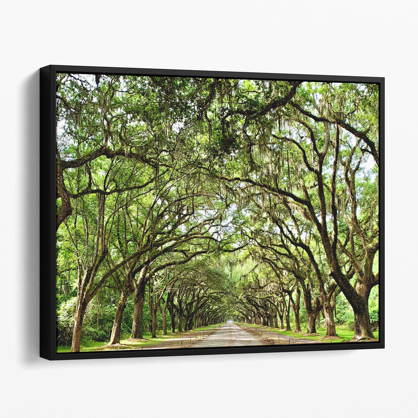 Savannah Georgia Oak Tree Lined Road