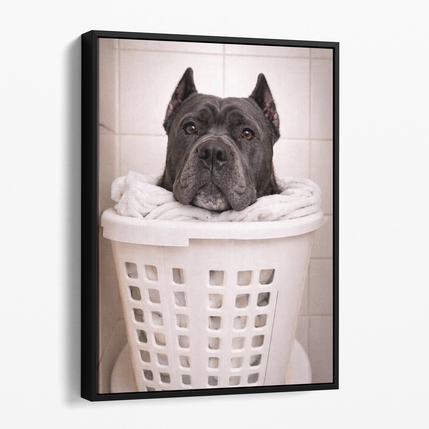 Cane Corso Dog Laundry