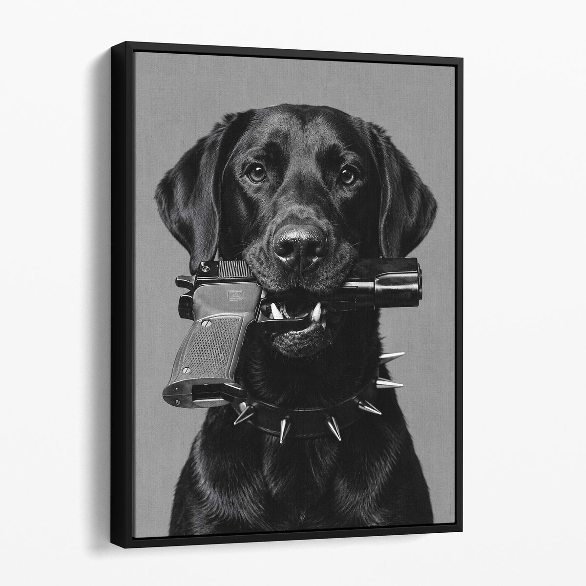 Black Labrador Gun In Mouth