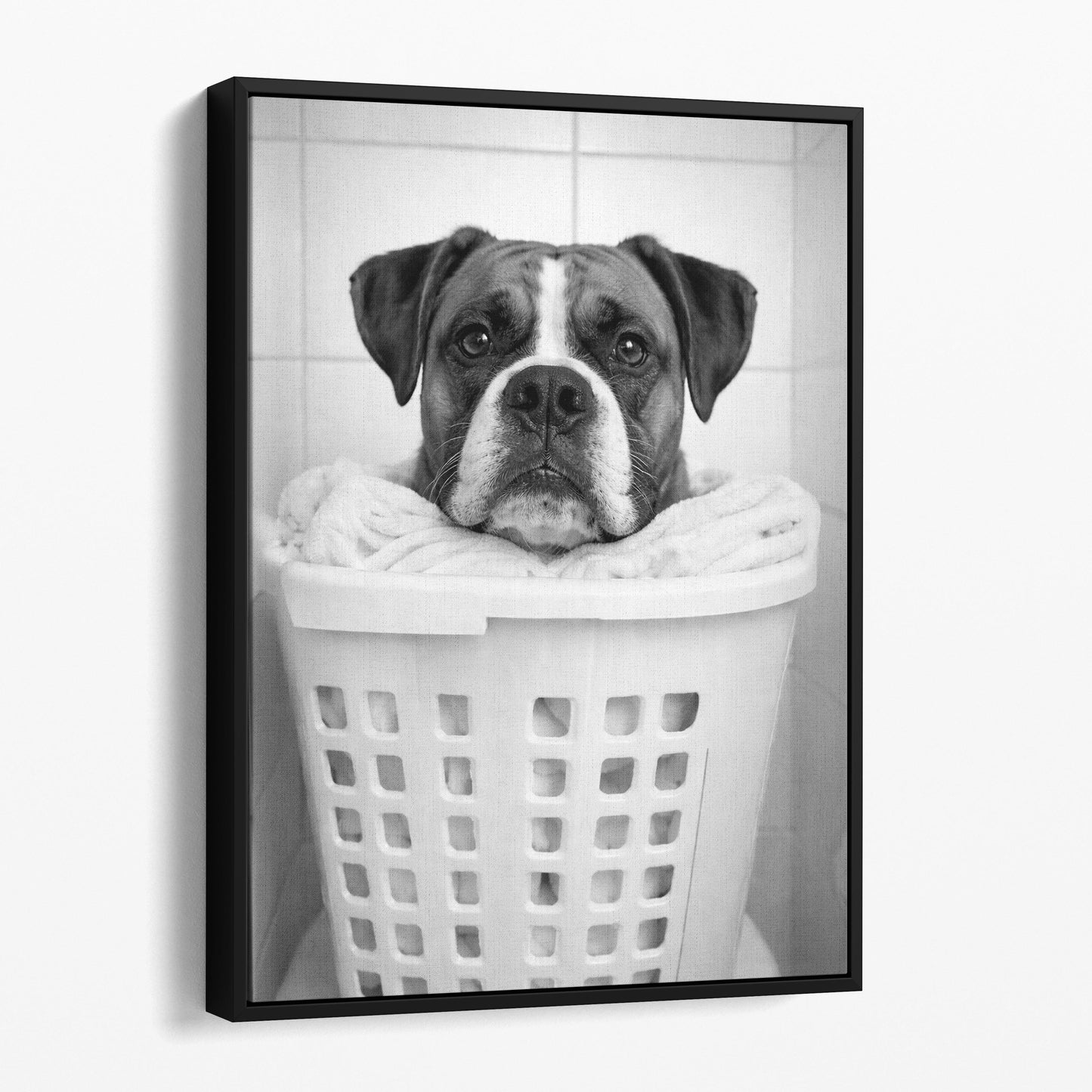Boxer Dog Laundry