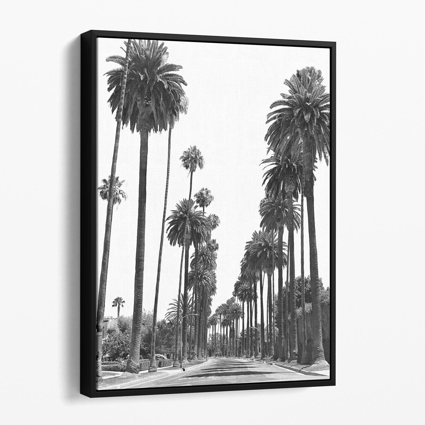 Los Angeles Palm Tree Streets
