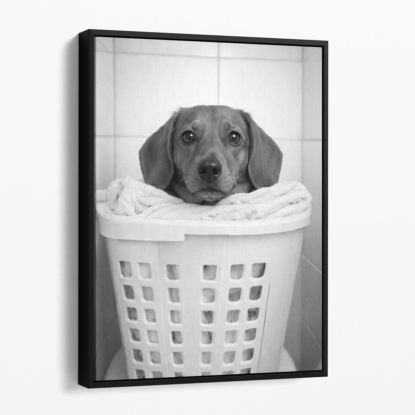 Dachshund Dog Laundry