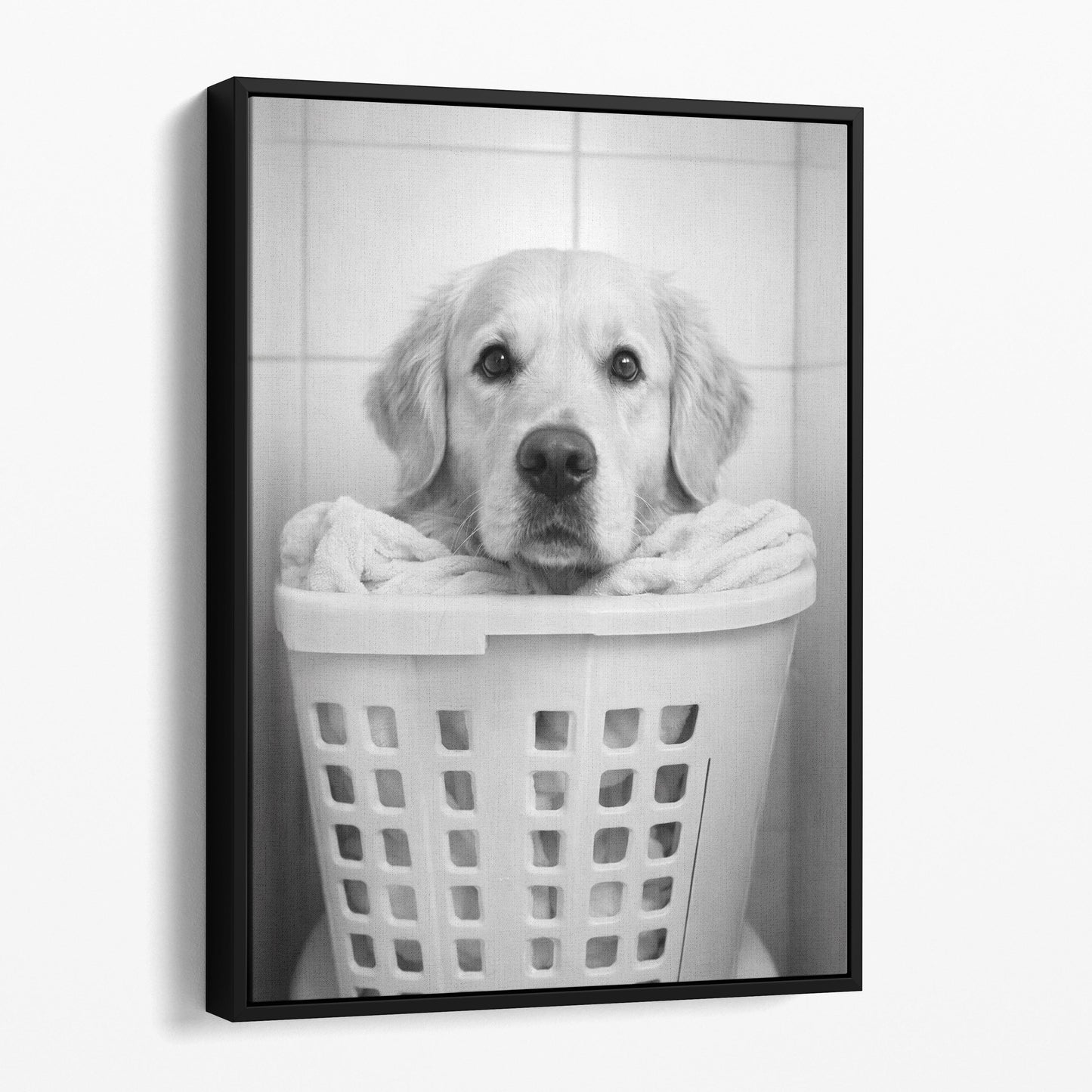 Golden Retriever Dog Laundry