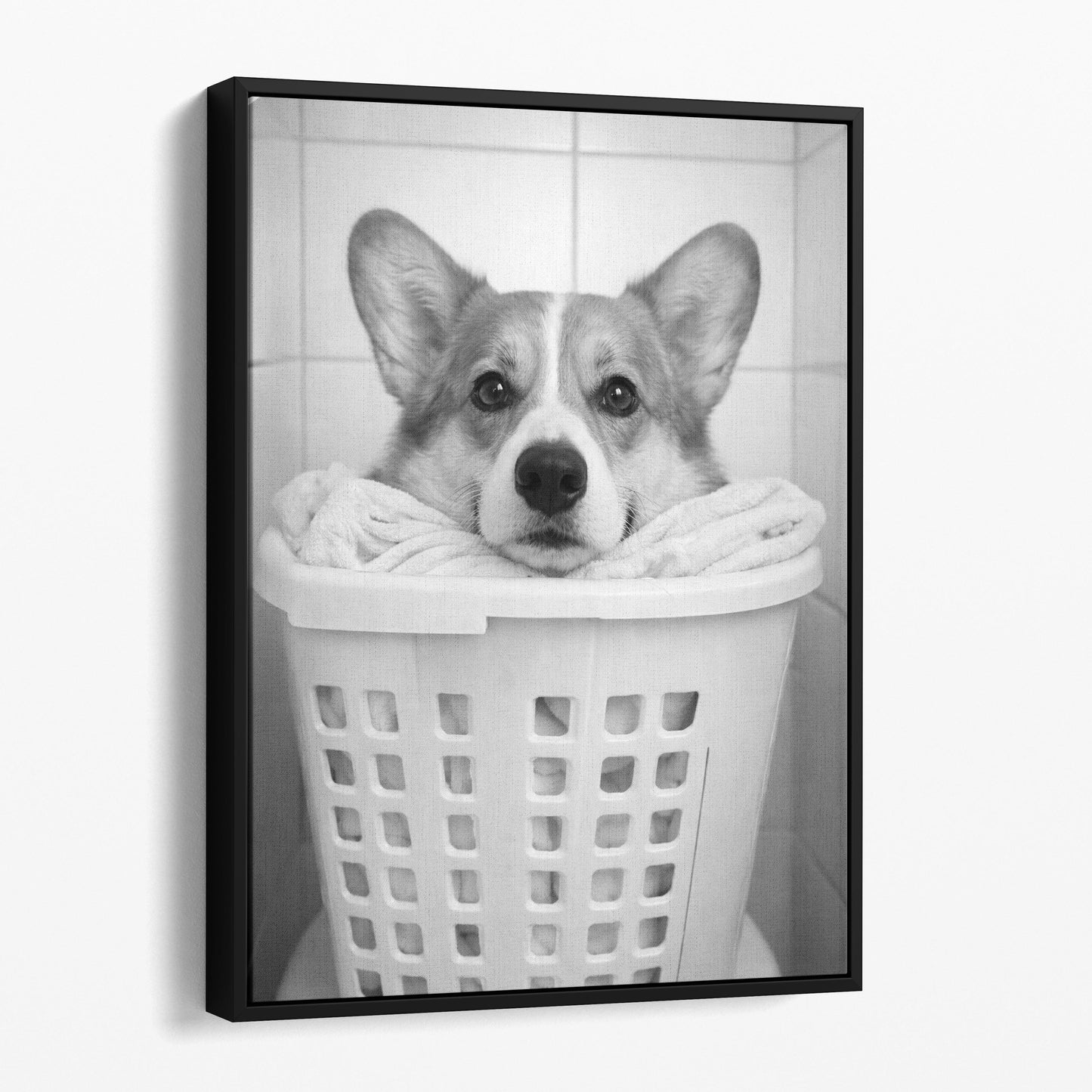 Corgi Dog Laundry