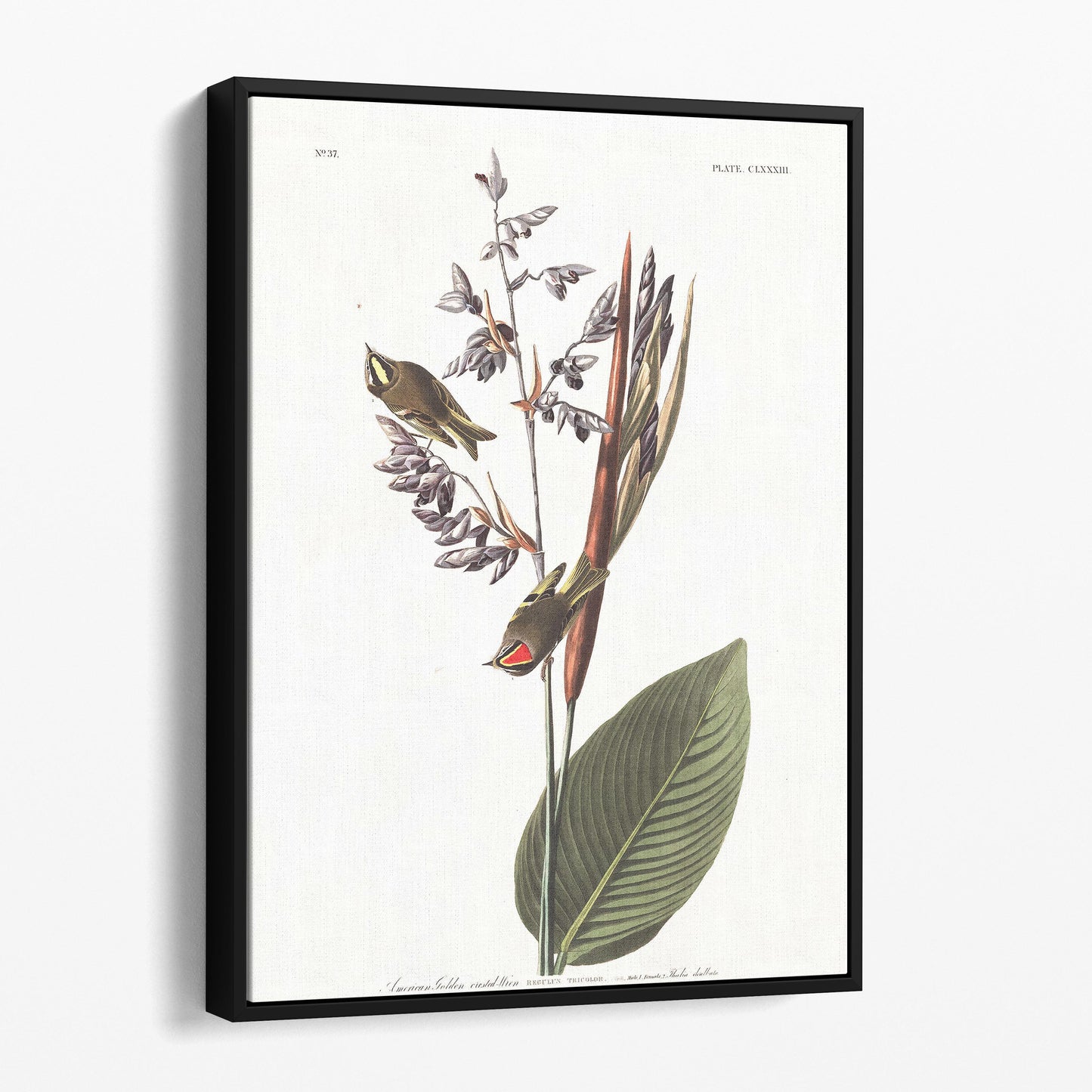 American Golden Crested Wren - John James Audubon, Birds of America