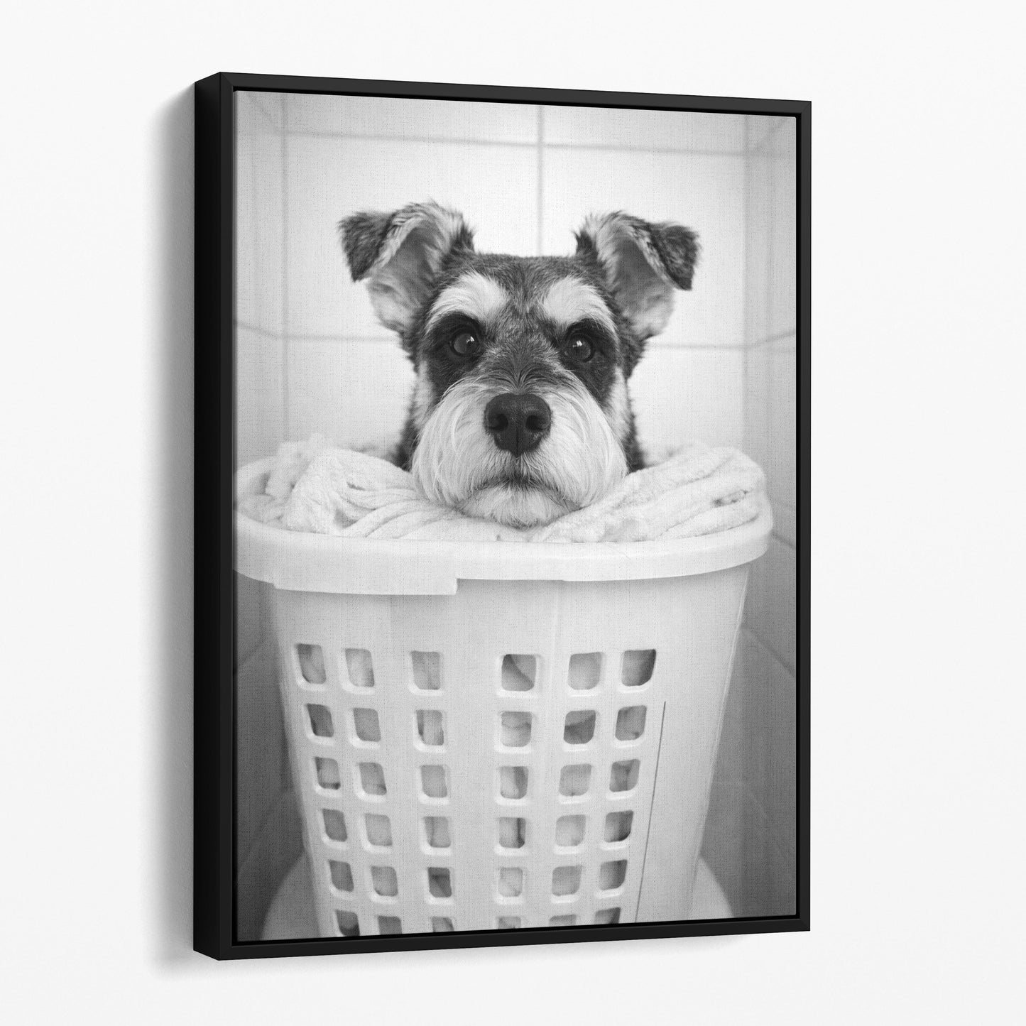 Miniature Schnauzer Dog Laundry