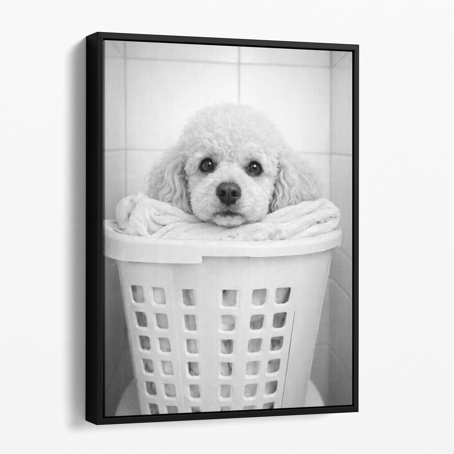 Poodle Dog Laundry