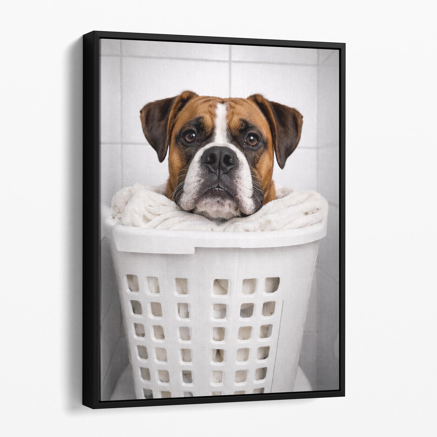 Boxer Dog Laundry