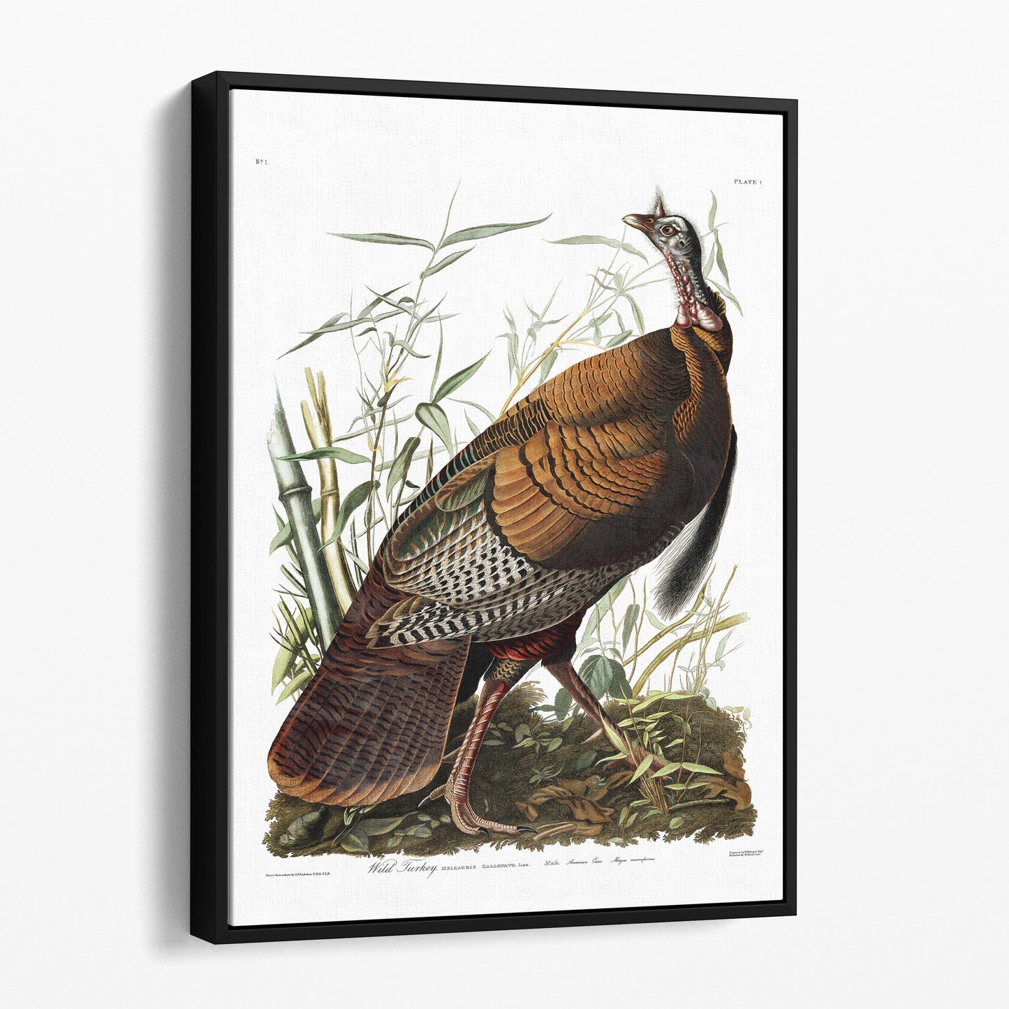 Wild Turkey by Audubon, Birds of America
