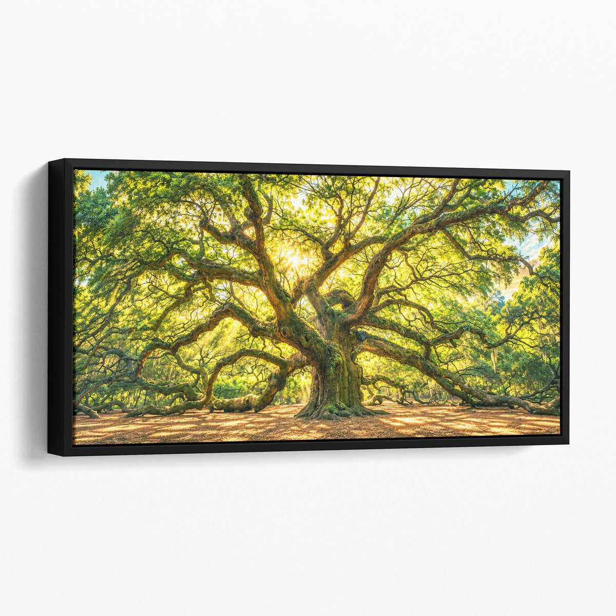 Angel Oak Tree, Charleston South Carolina