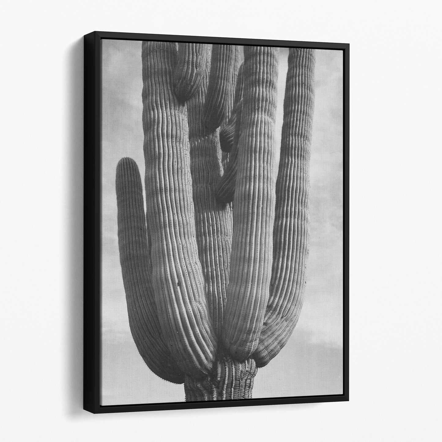 Ansel Adams Desert Cactus