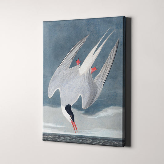 Arctic Tern, Birds of America by John James Audubon