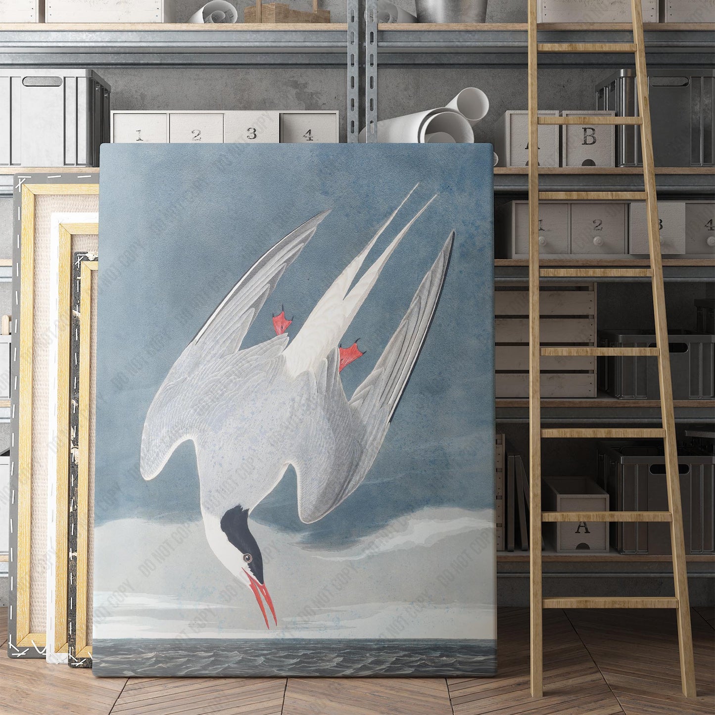 Arctic Tern, Birds of America by John James Audubon