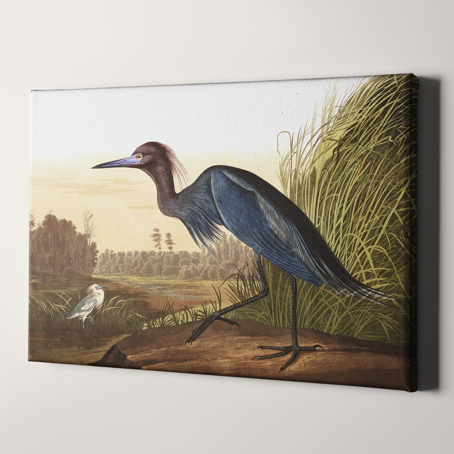 Blue Crane or Heron, Birds of America