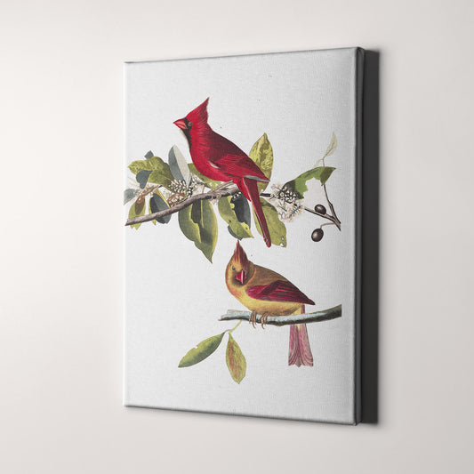 Cardinal Grosbeak, Birds of America