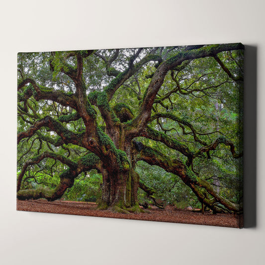 Charleston Angel Oak Tree