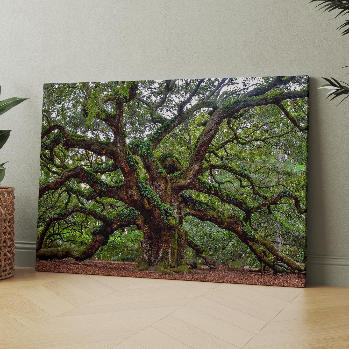 Charleston Angel Oak Tree