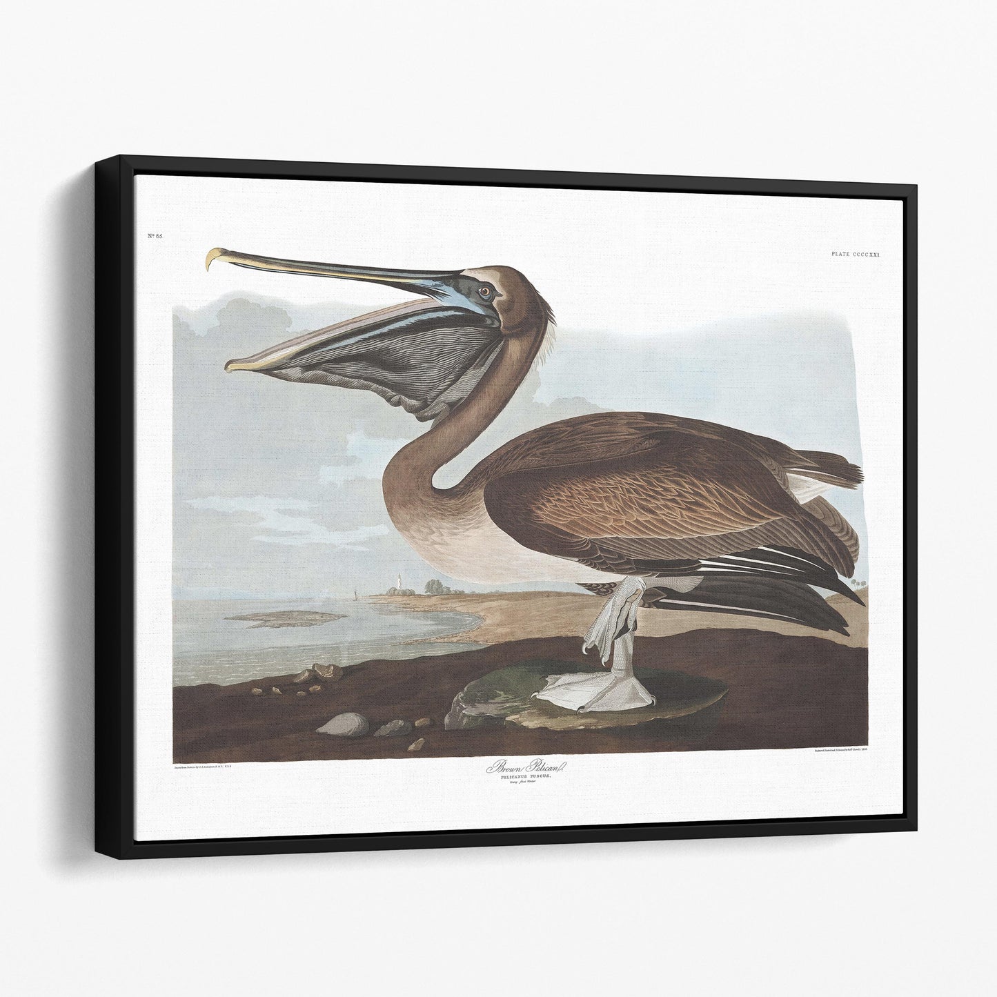 Brown Pelican, Birds of America