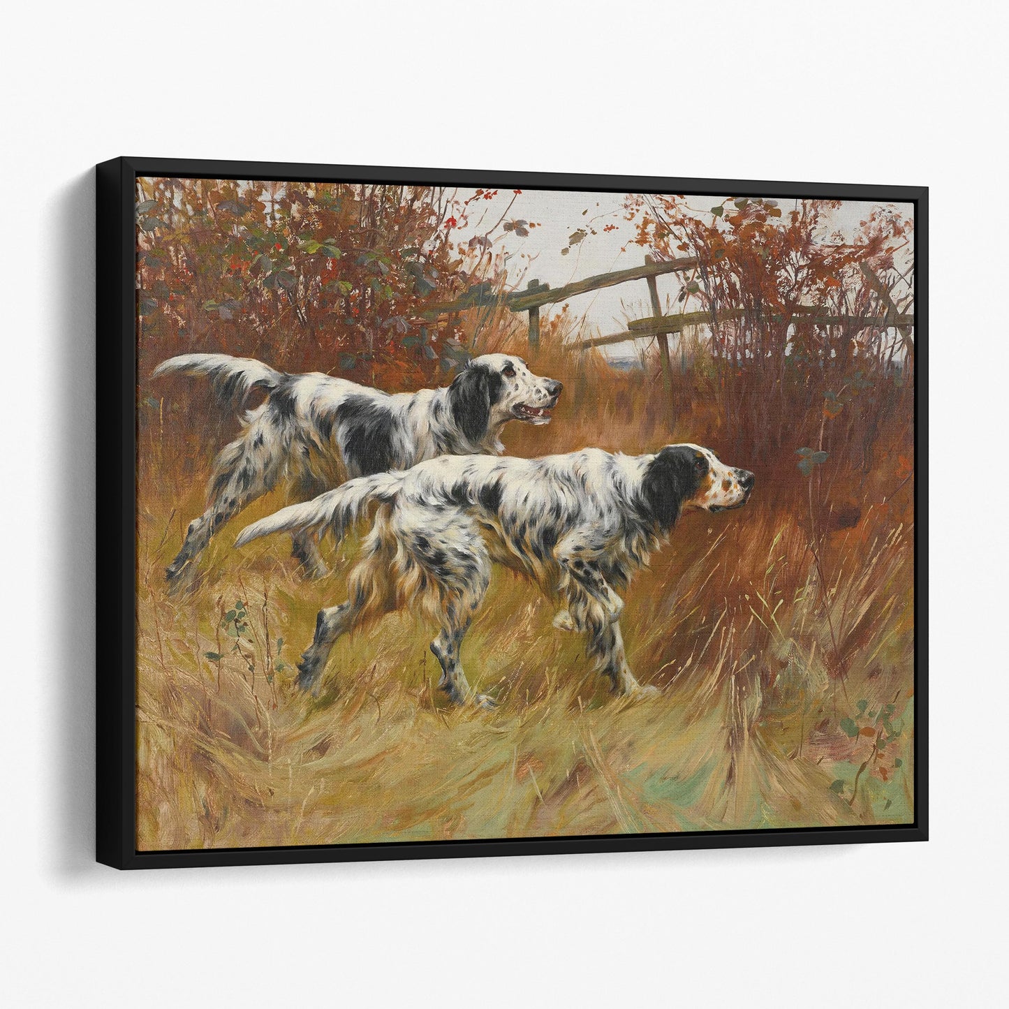 English Setter Dogs