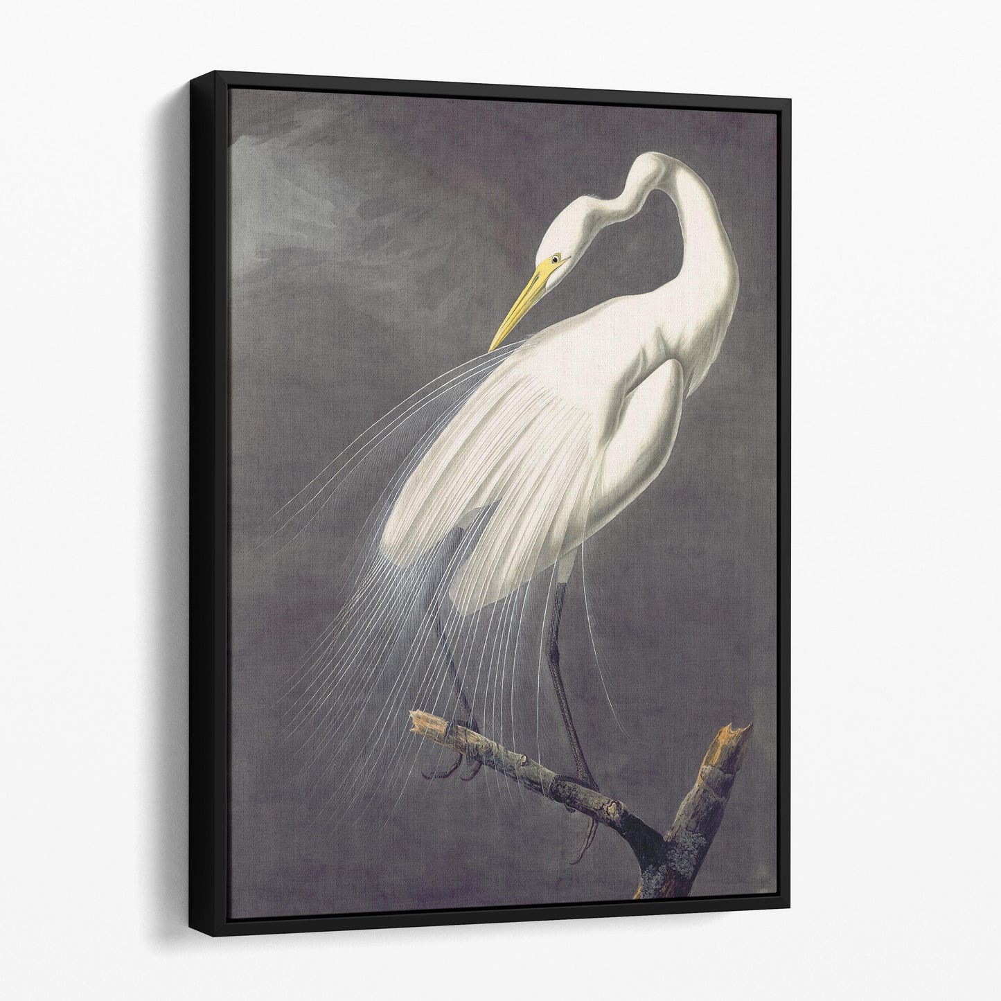 Great Egret, Birds of America