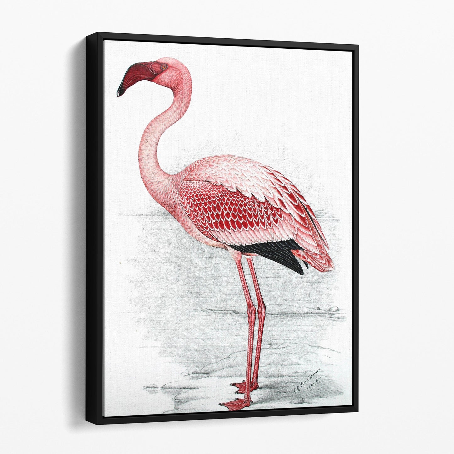 Pink Flamingo