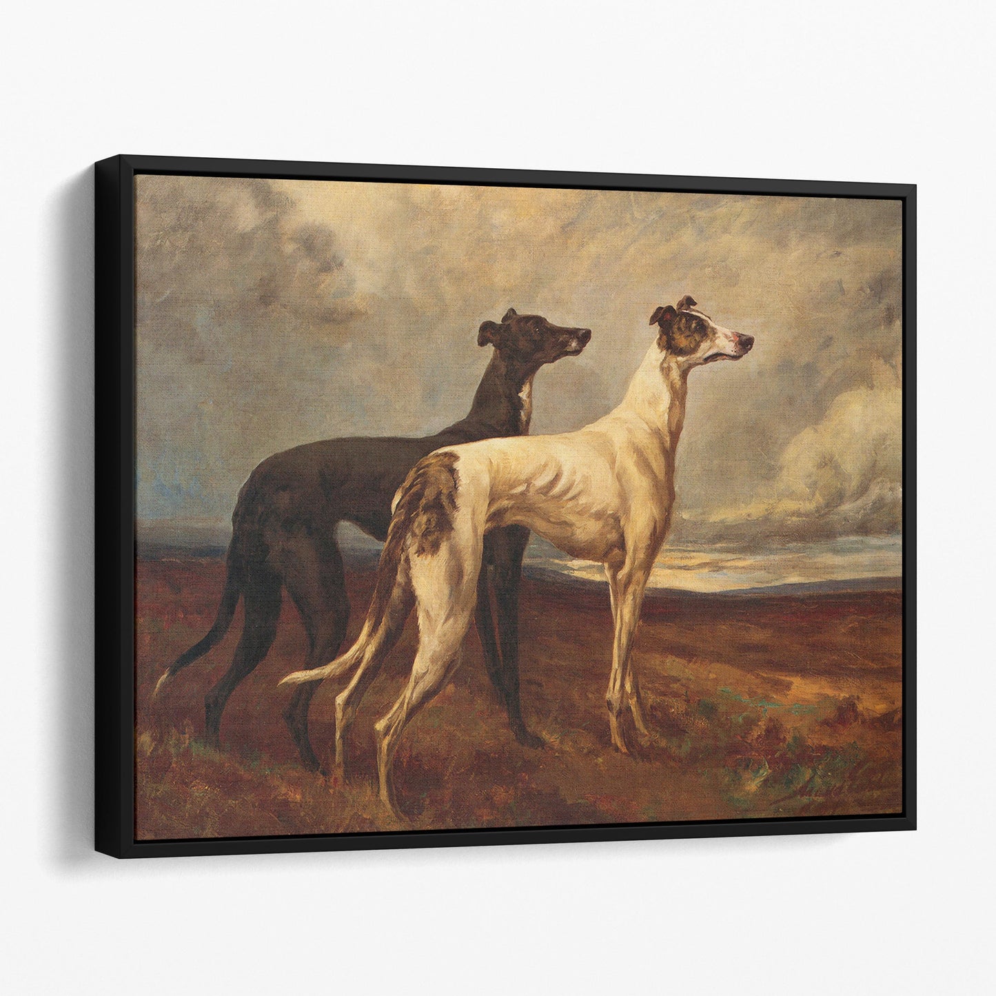 Greyhounds in Field