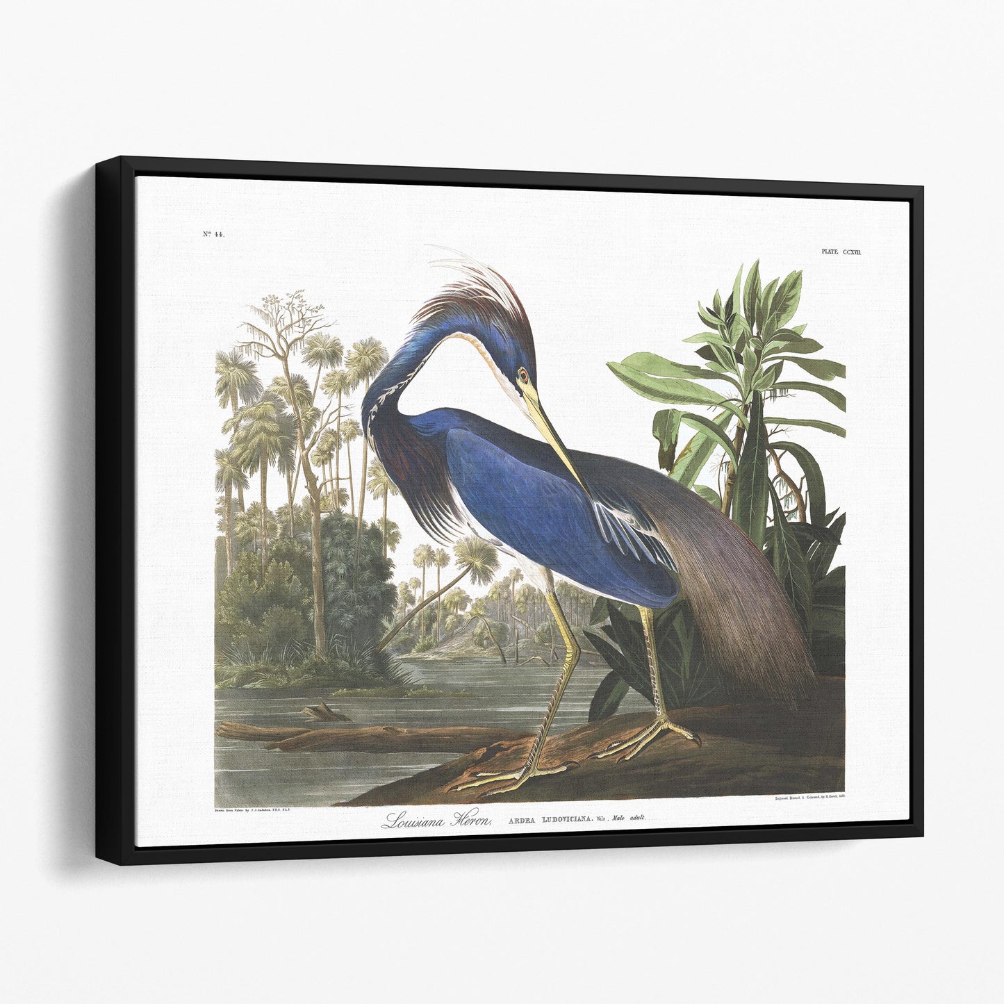 Louisiana Heron, Birds of America