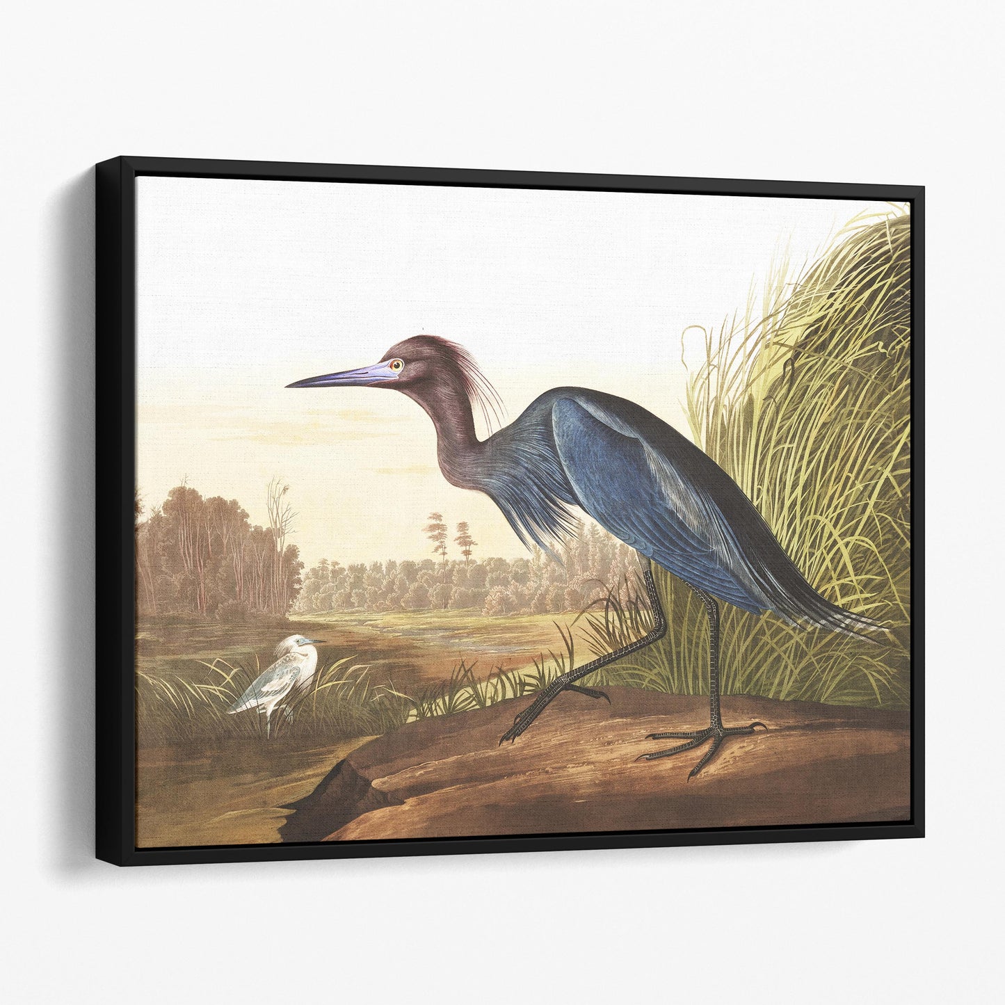 Blue Crane or Heron, Birds of America