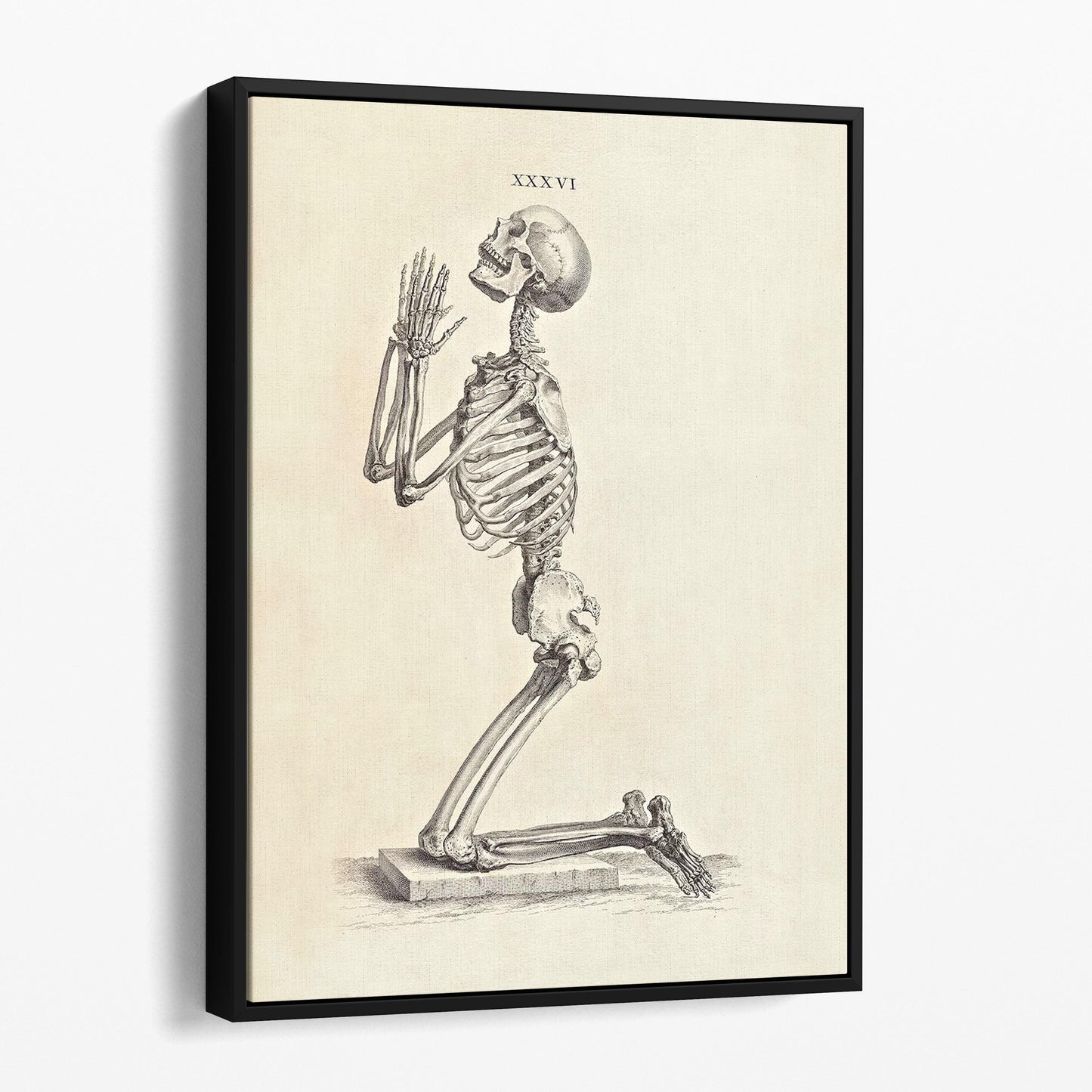 Praying Skeleton (Osteographia, 1733)