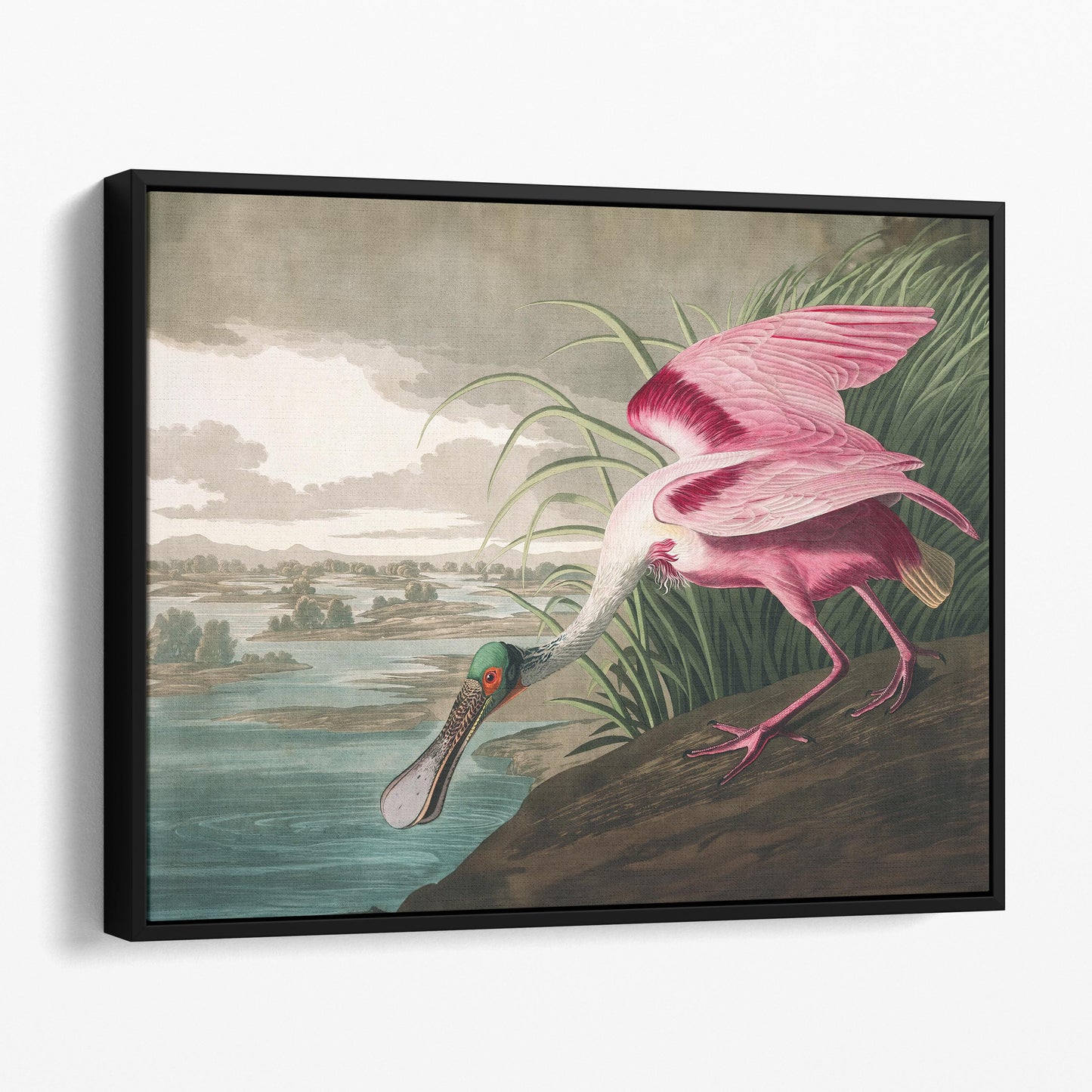 Roseate Spoonbill Birds of America