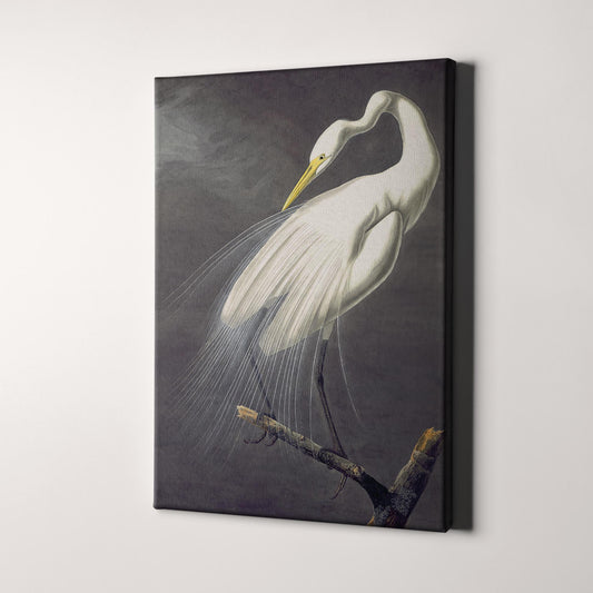 Great Egret, Birds of America