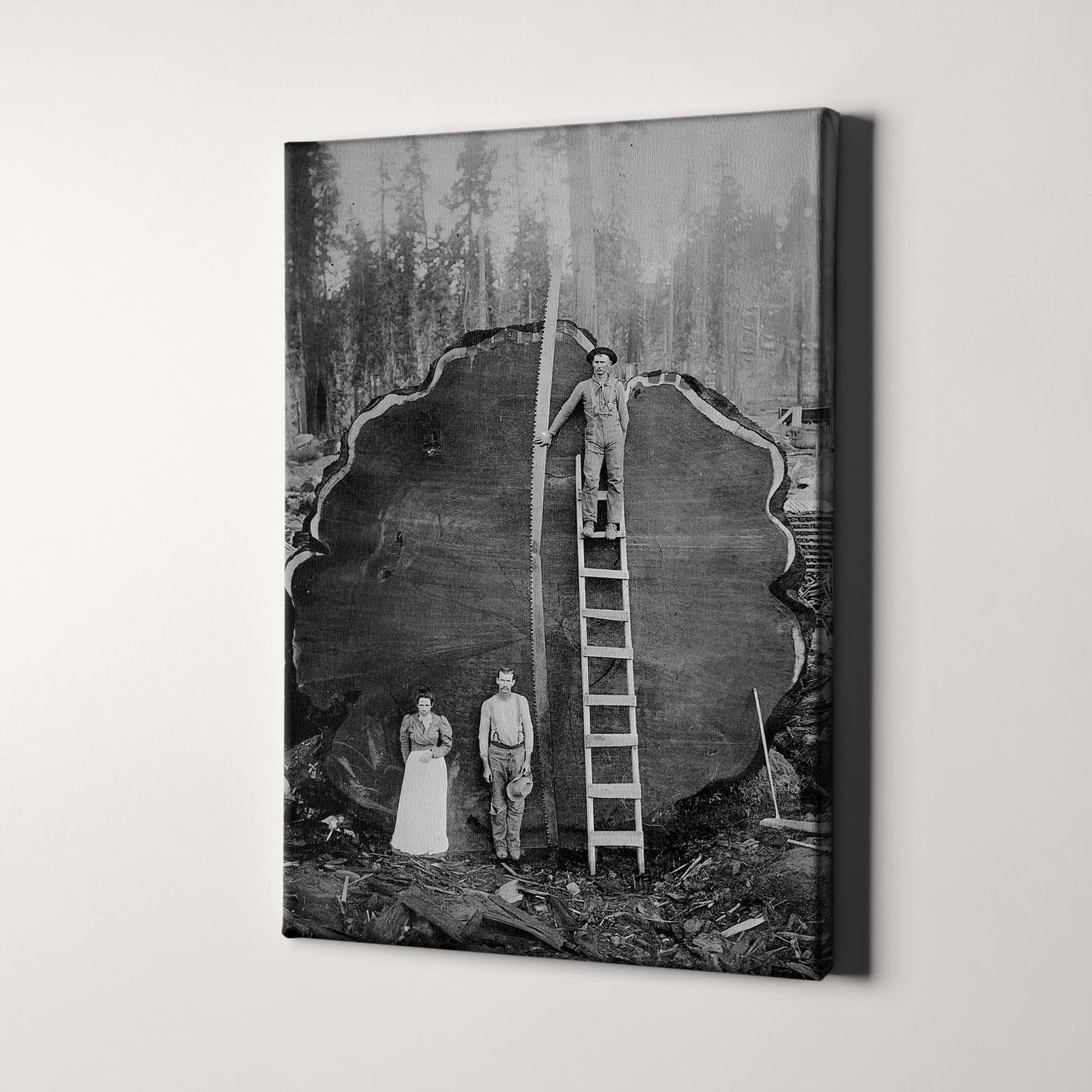 Logging Family With Cut Down 1300 Year Old Tree, 1892