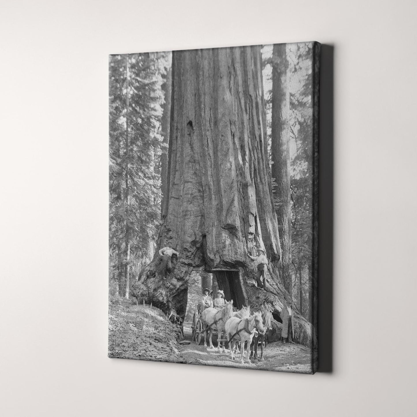 Riding Through Wawona Tunnel Tree, Yosemite