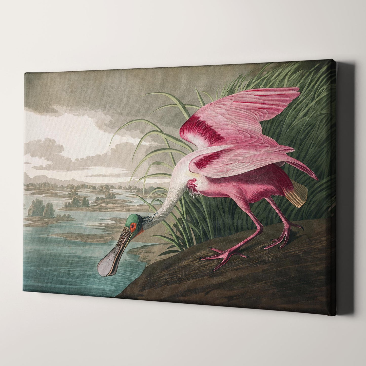 Roseate Spoonbill Birds of America