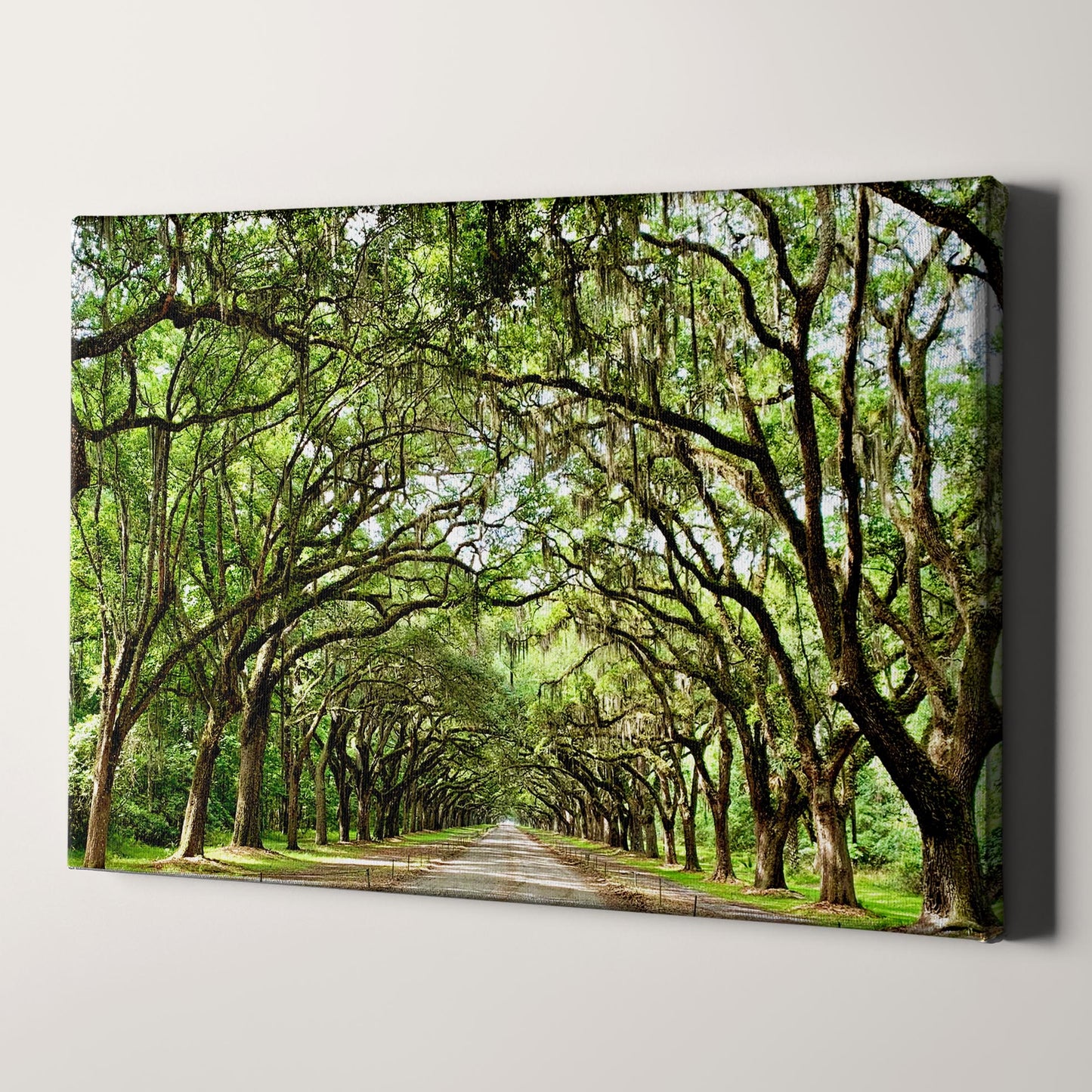 Savannah Georgia Oak Tree Lined Road