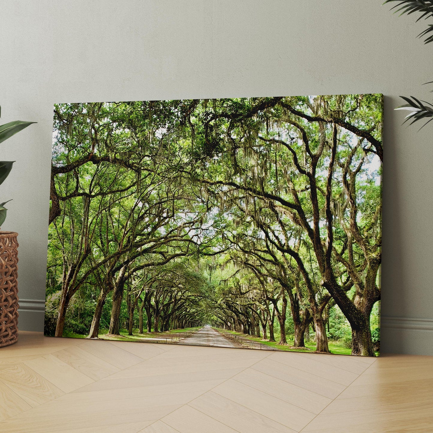 Savannah Georgia Oak Tree Lined Road