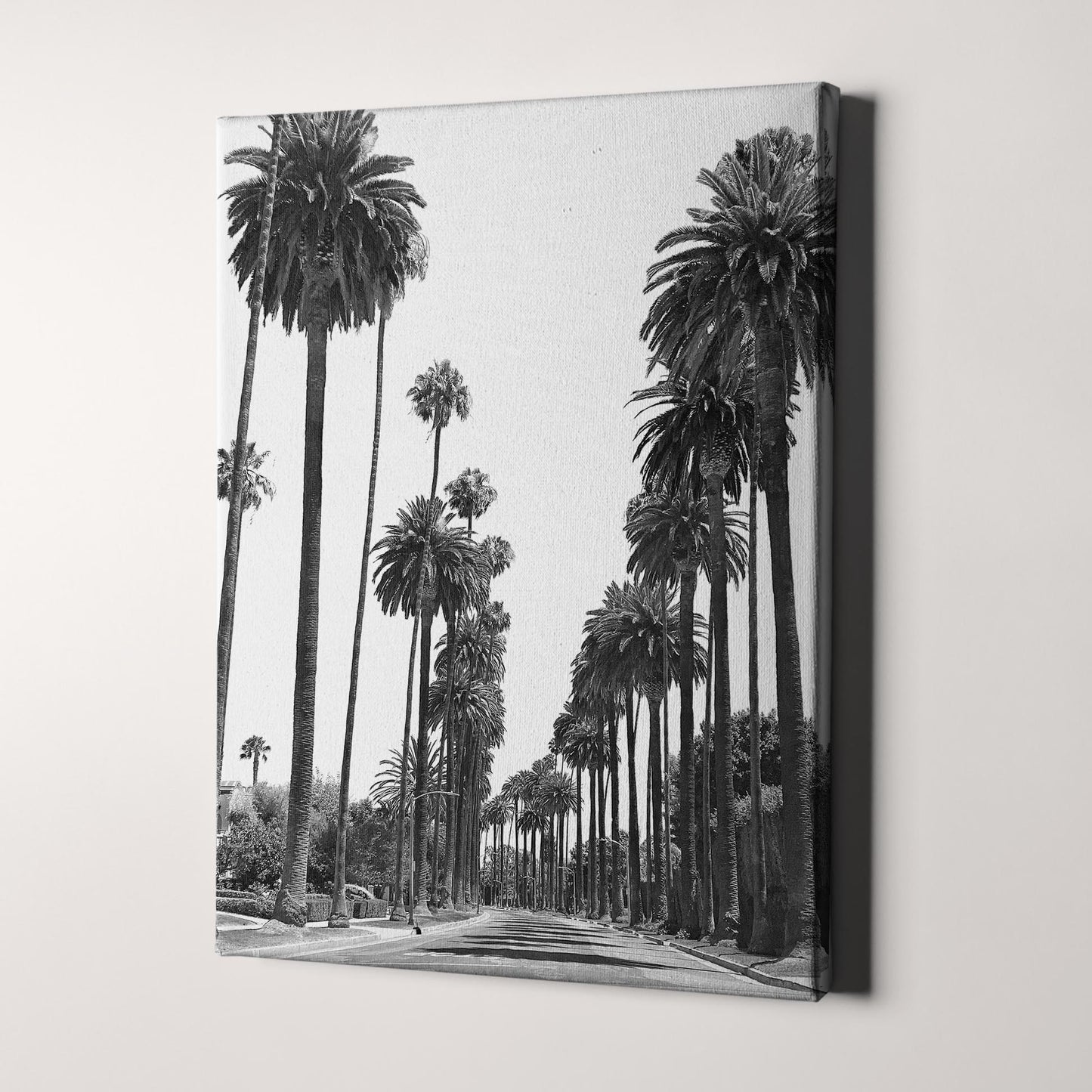 Los Angeles Palm Tree Street Black & White