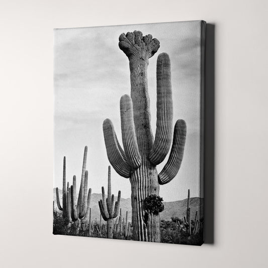 Cactus in Saguaro National Monument, Arizona by Ansel Adams