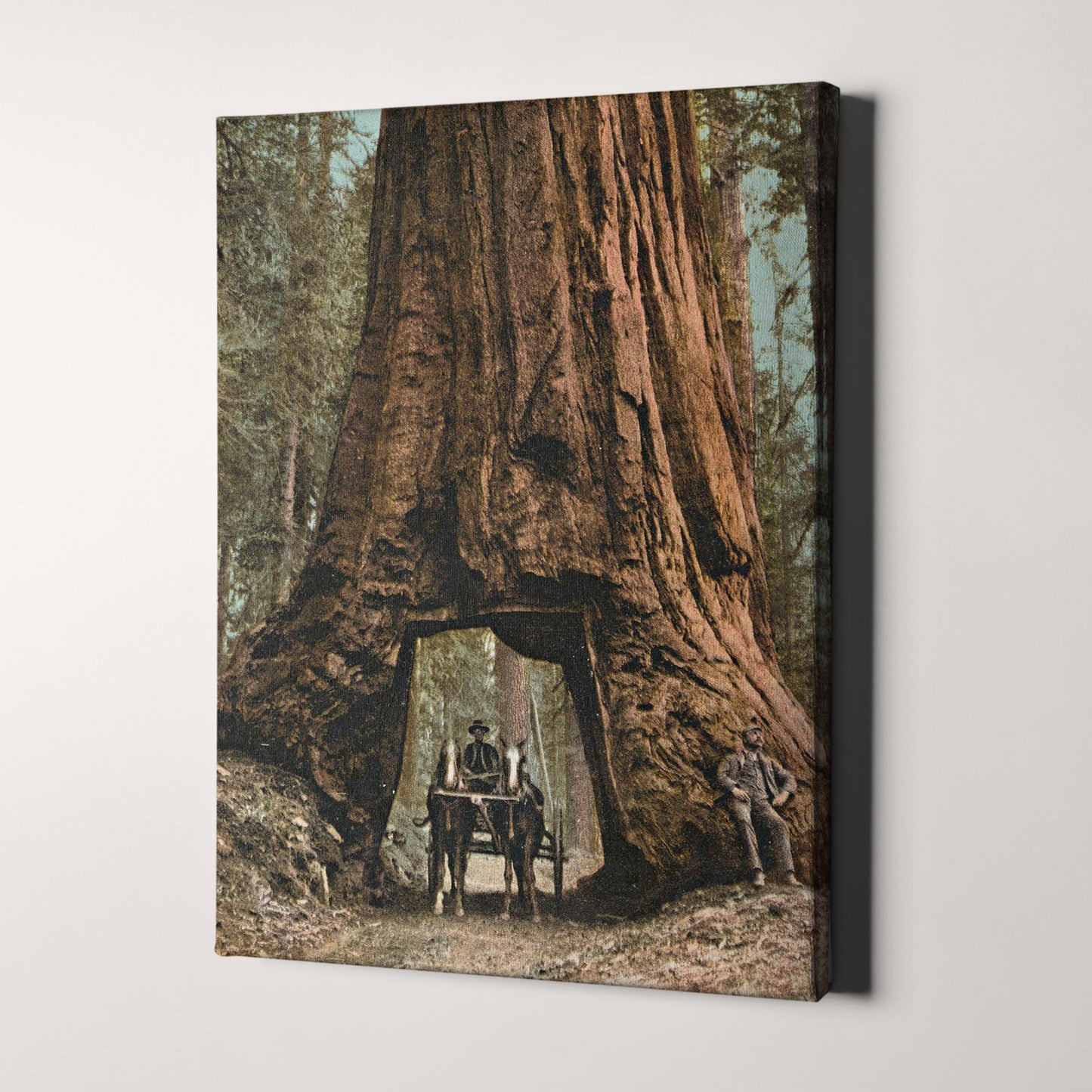 Driving Horse Carriage Through Giant Redwood Tree, Mariposa California