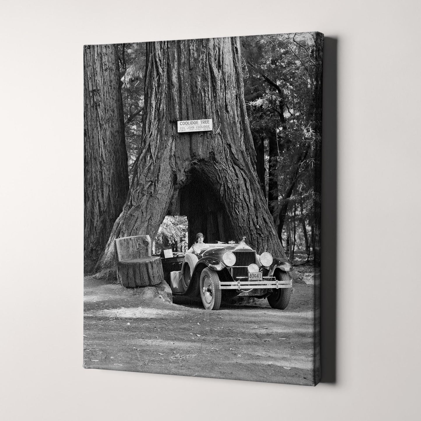 Woman Driving Convertible Through Giant Sequoia Tree Trunk