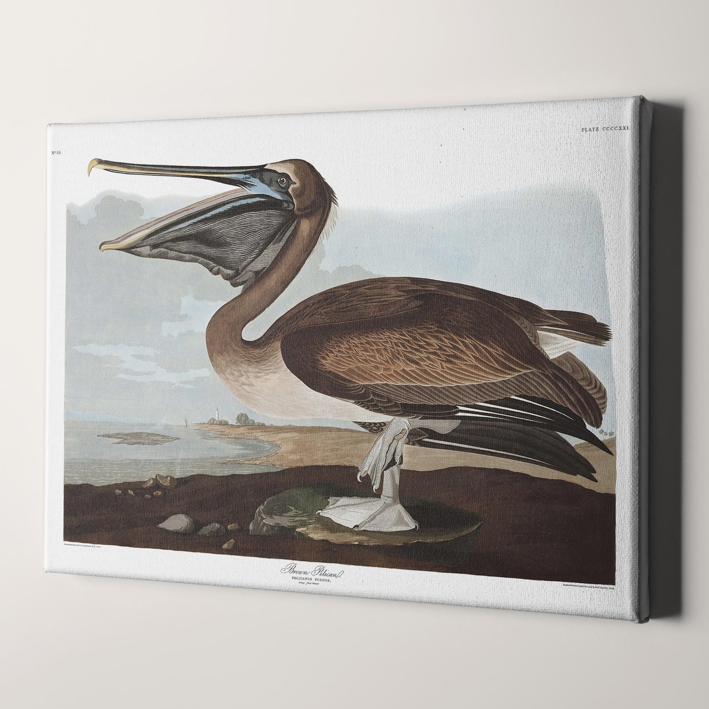 Brown Pelican, Birds of America