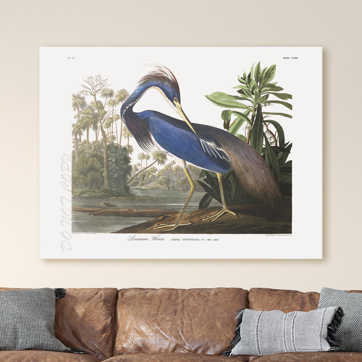 Louisiana Heron, Birds of America