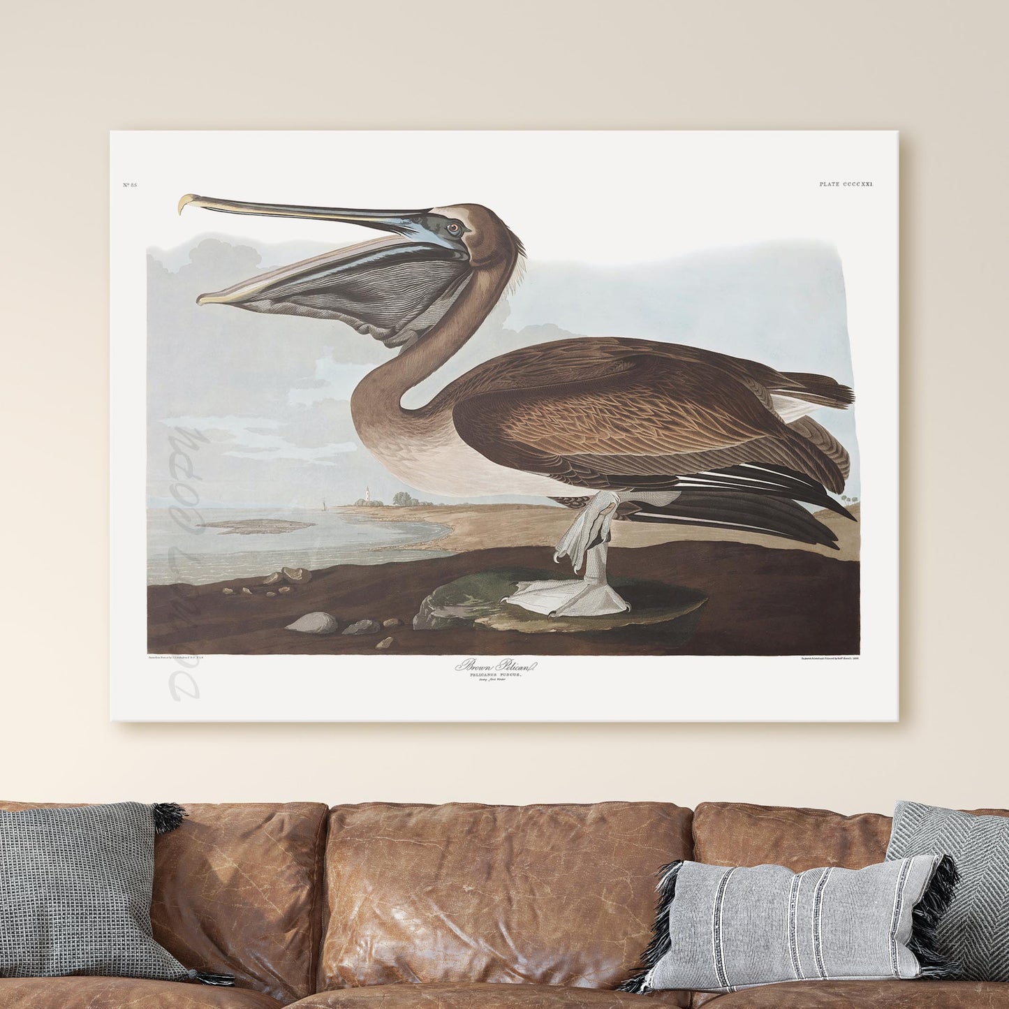 Brown Pelican, Birds of America