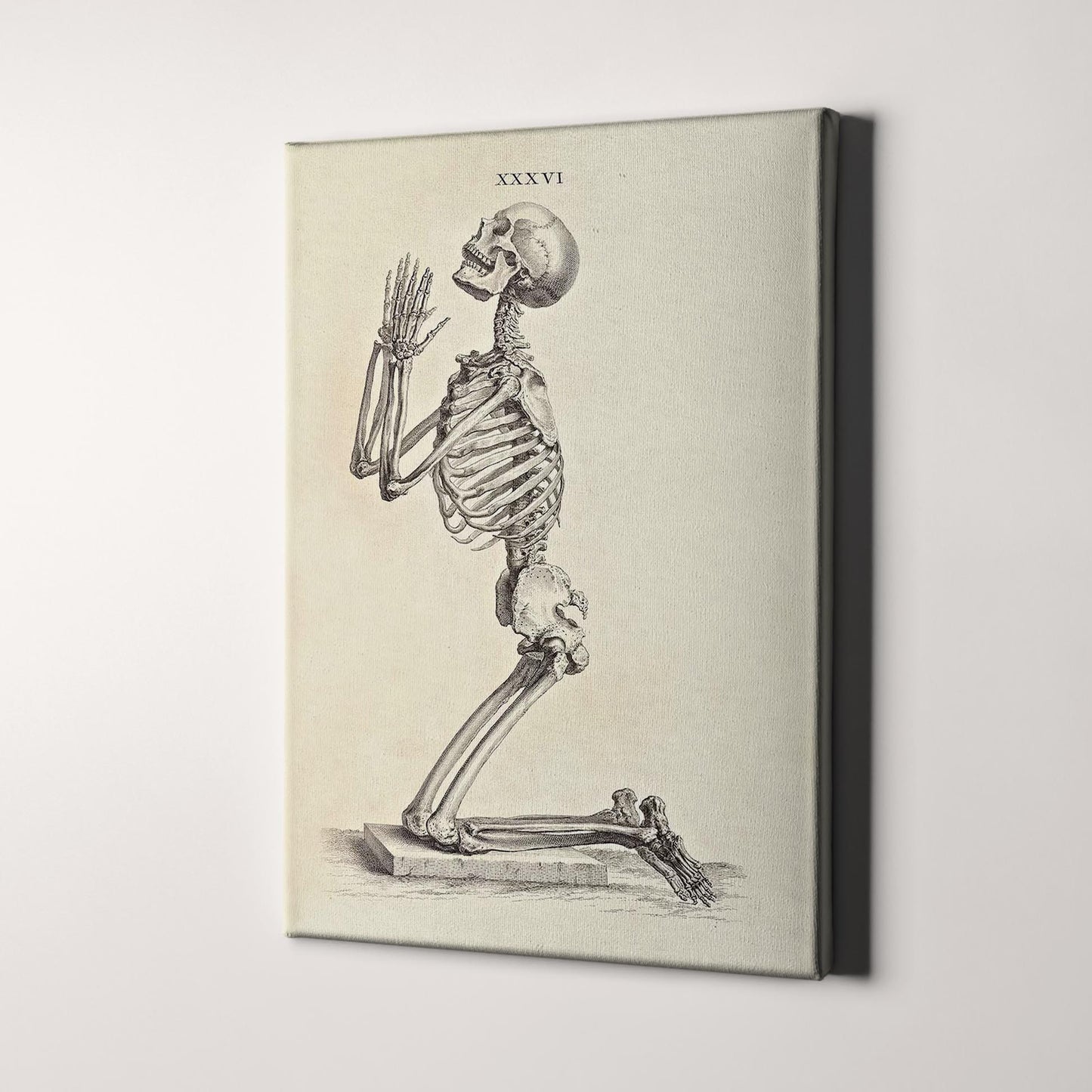 Praying Skeleton (Osteographia, 1733)