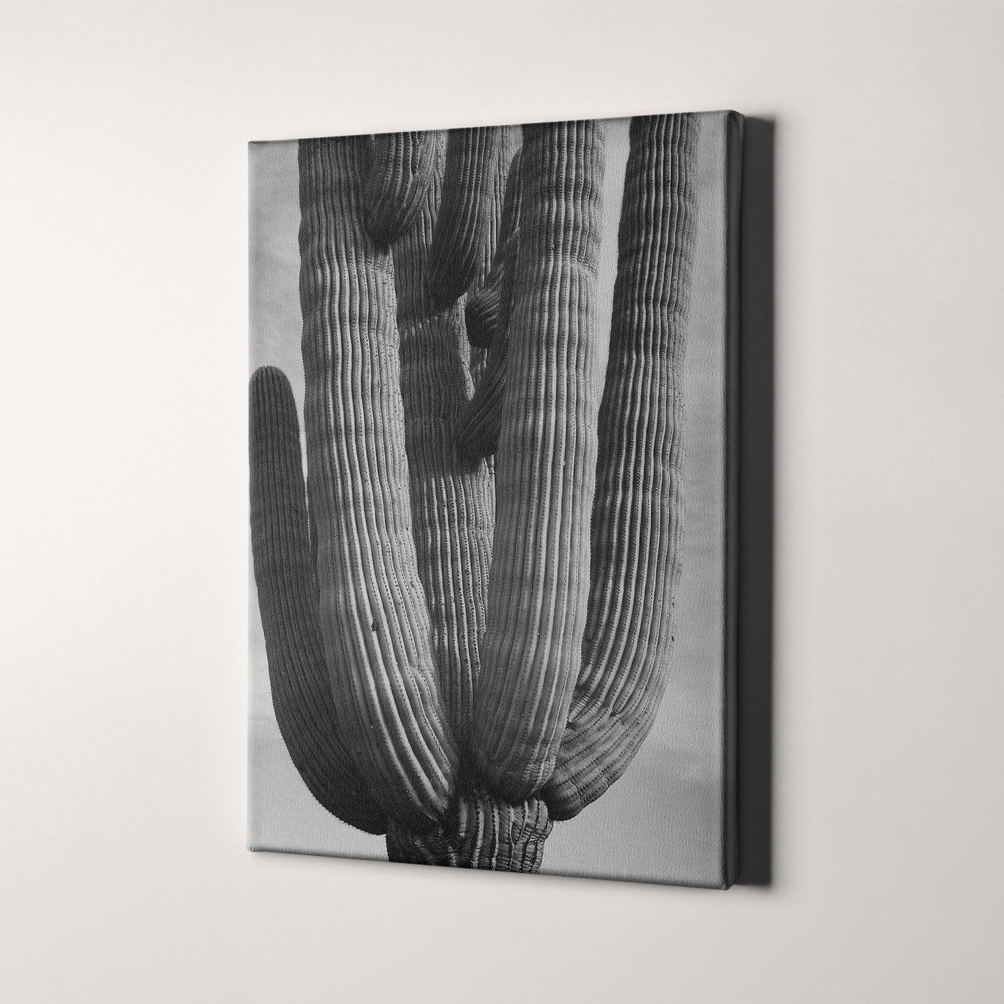 Ansel Adams Desert Cactus